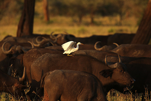 Cattle egret - tarangire -