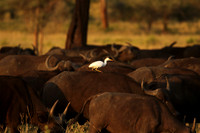 Cattle egret - tarangire -