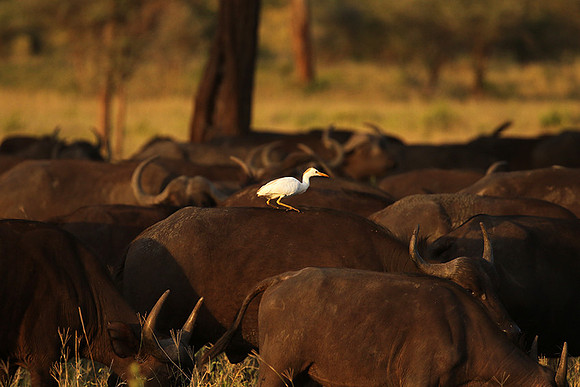 Cattle egret - tarangire -