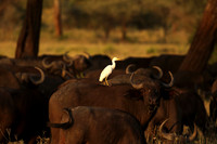 Cattle egret - tarangire -