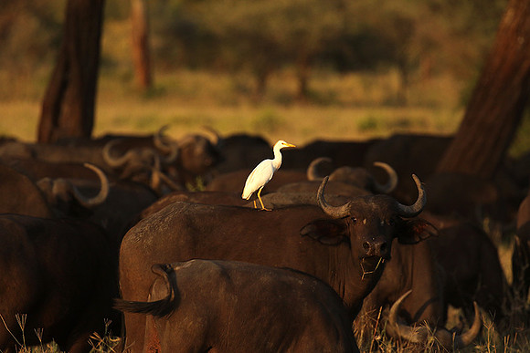 Cattle egret - tarangire -