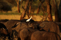 Cattle egret - tarangire -