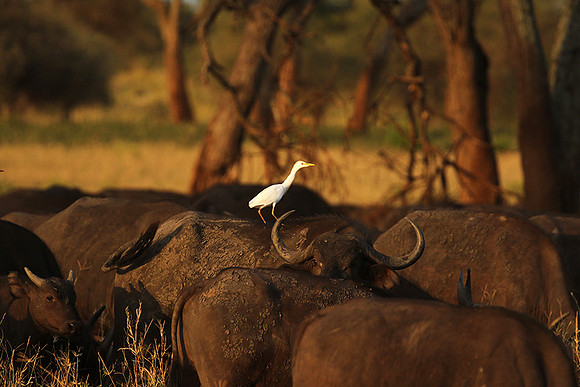 Cattle egret - tarangire -