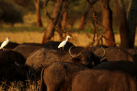 Cattle egret - tarangire -