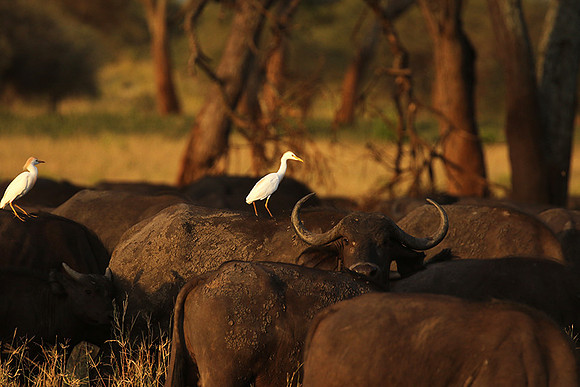 Cattle egret - tarangire -