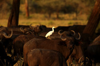 Cattle egret - tarangire -