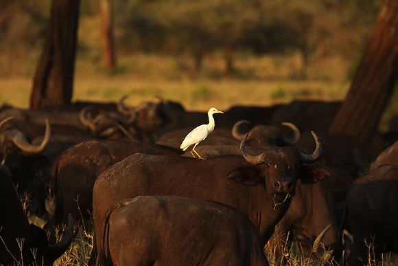 Cattle egret - tarangire -