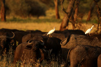 Cattle egret - tarangire -