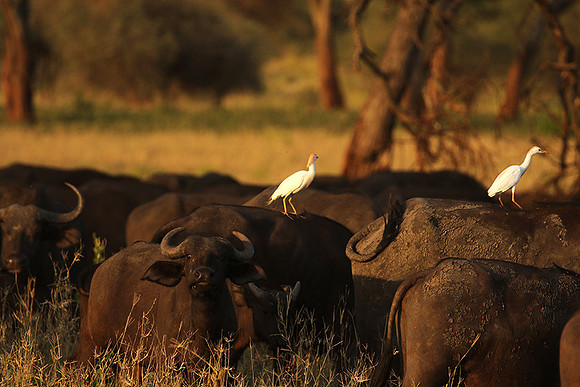 Cattle egret - tarangire -