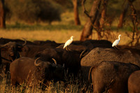 Cattle egret - tarangire -