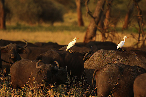 Cattle egret - tarangire -