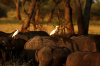 Cattle egret - tarangire -