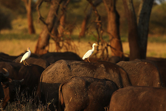 Cattle egret - tarangire -