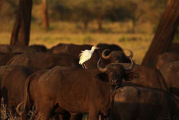 Cattle egret - tarangire -