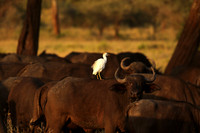 Cattle egret - tarangire -