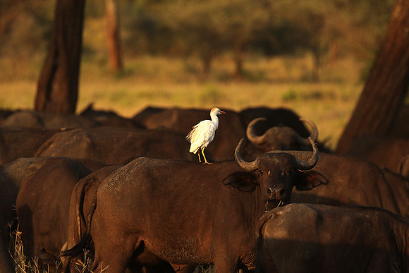 Cattle egret - tarangire -