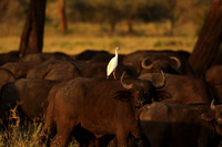 Cattle egret - tarangire -