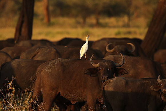 Cattle egret - tarangire -