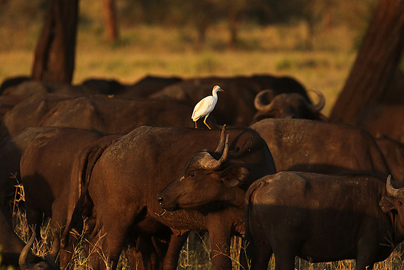 Cattle egret - tarangire -