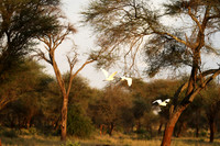 Cattle egret - tarangire -