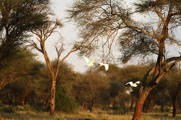 Cattle egret - tarangire -
