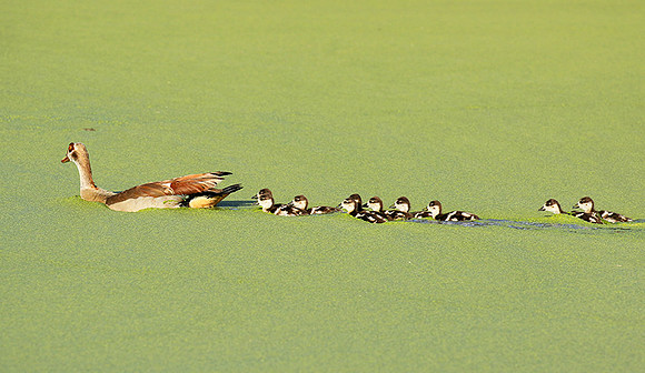 Egyptian goose - Chem Chem