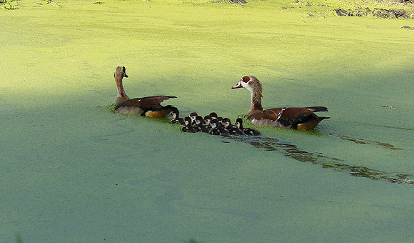 Egyptian goose - Chem Chem