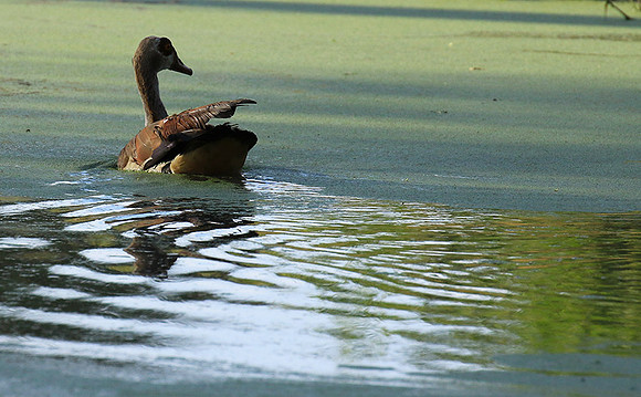 Egyptian goose - Chem Chem