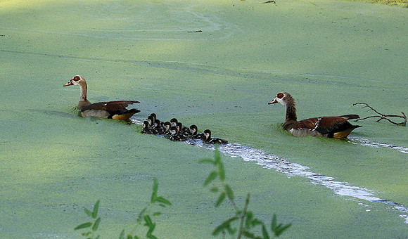 Egyptian goose - Chem Chem