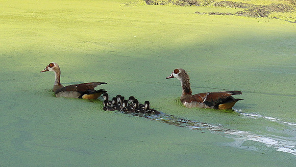 Egyptian goose - Chem Chem