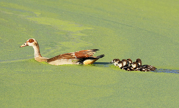 Egyptian goose - Chem Chem