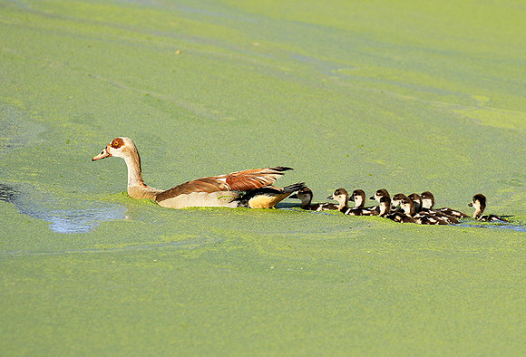 Egyptian goose - Chem Chem