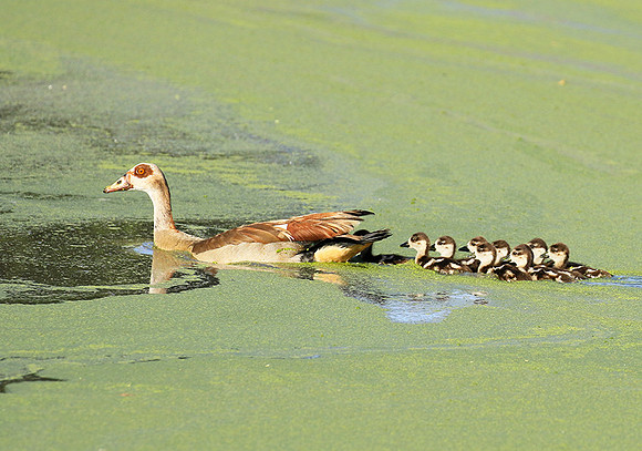 Egyptian goose - Chem Chem