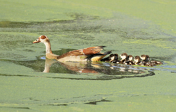 Egyptian goose - Chem Chem