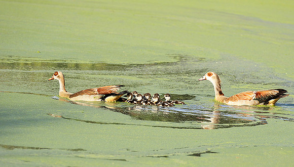 Egyptian goose - Chem Chem
