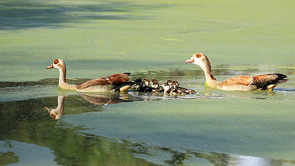 Egyptian goose - Chem Chem