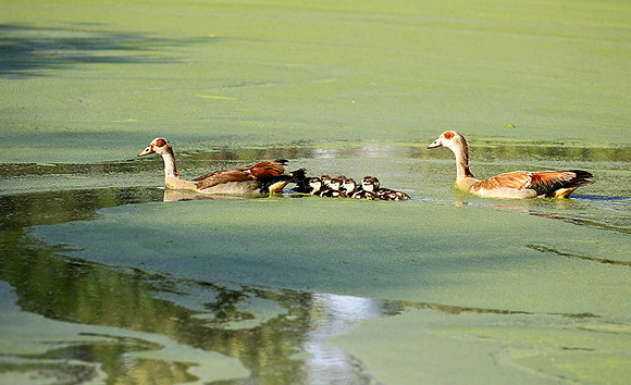 Egyptian goose - Chem Chem