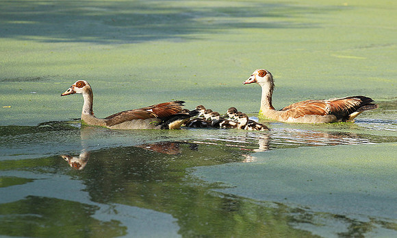 Egyptian goose - Chem Chem