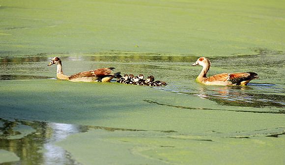 Egyptian goose - Chem Chem