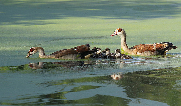 Egyptian goose - Chem Chem