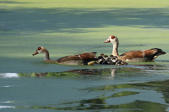 Egyptian goose - Chem Chem