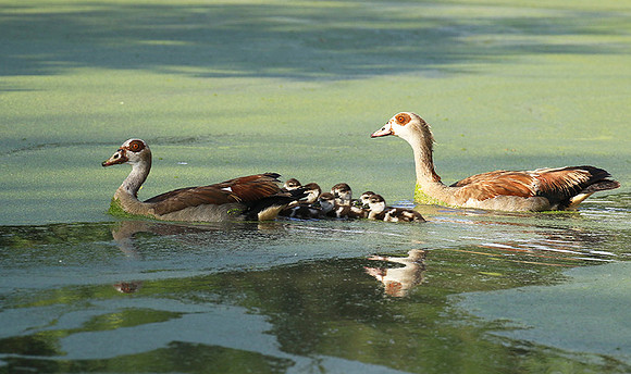 Egyptian goose - Chem Chem