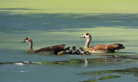 Egyptian goose - Chem Chem