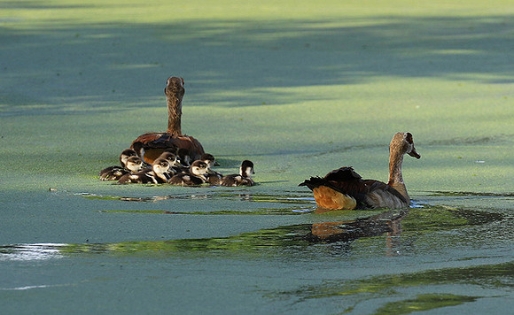 Egyptian goose - Chem Chem