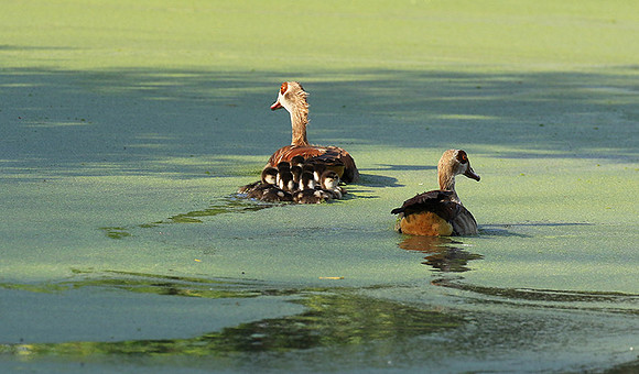 Egyptian goose - Chem Chem