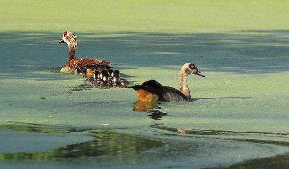 Egyptian goose - Chem Chem