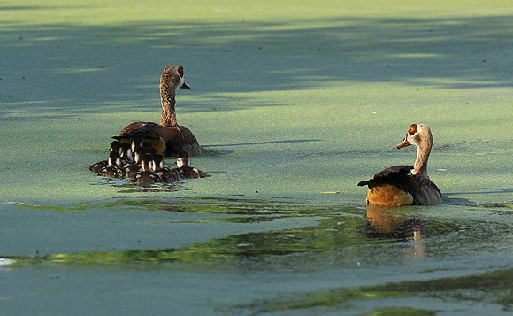 Egyptian goose - Chem Chem