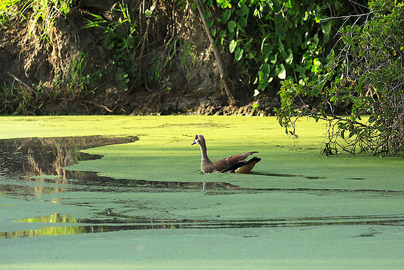 Egyptian goose - Chem Chem
