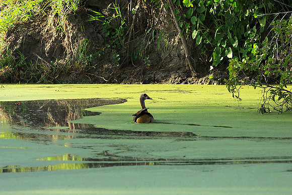 Egyptian goose - Chem Chem
