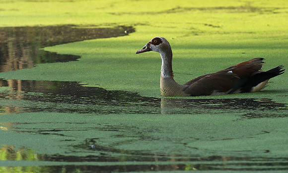 Egyptian goose - Chem Chem